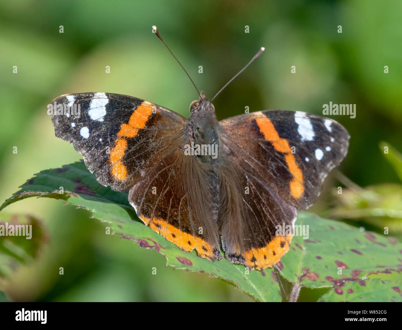 A beautiful Red Admiral butterfly (Vanessa Atalanta) resting with wings open on a Bramble leaf Stock Photo