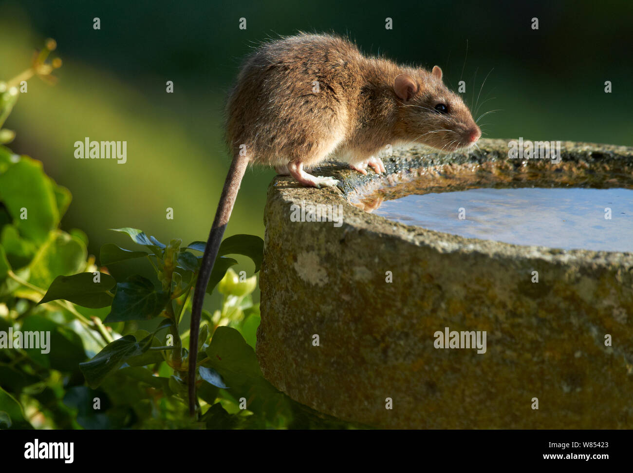 Brown Rat (Rattus norvegicus) at bird bath. UK, April Stock Photo Alamy