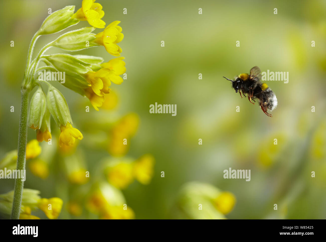 Buff-tailed Bumblebee (Bombus terrestris) worker bee flying to Cowslip (Primula veris) flowers. UK, April. Stock Photo