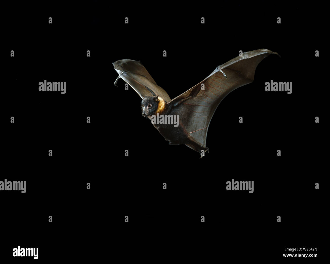 Indian Fruit Bat / Flying Fox (Pteropus giganteus) in flight. India. Stock Photo