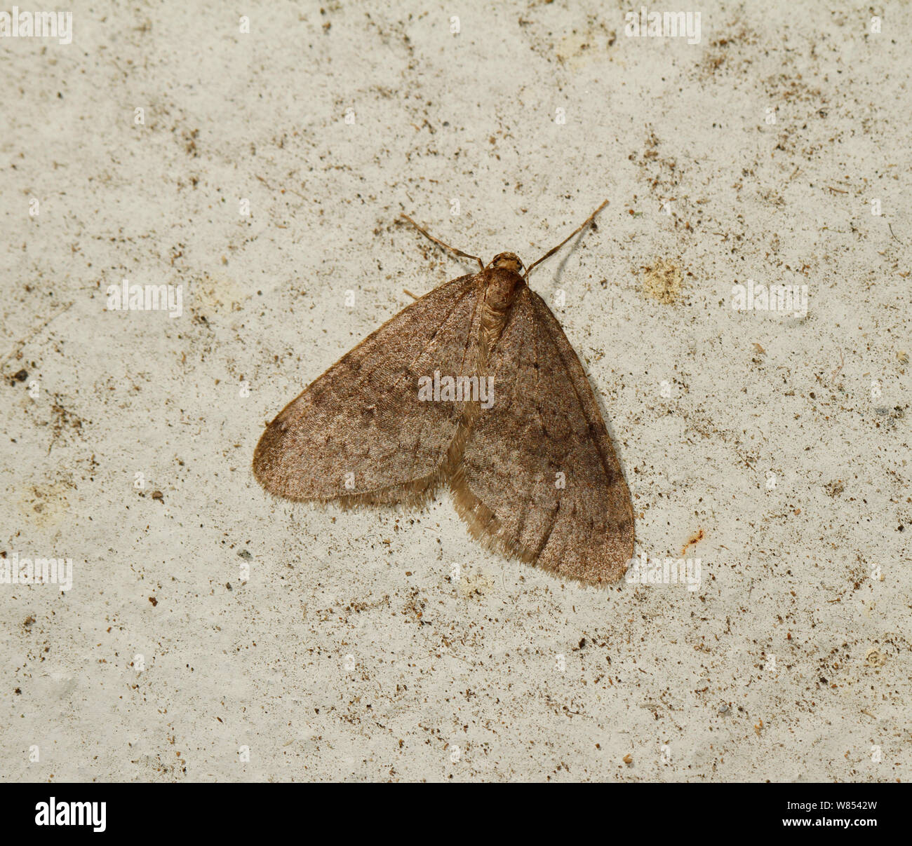 Winter Moth (Operophtera brumata), a winter flying moth from Oct - Jan, responsible for defoliating various trees particularly apple. UK, December. Stock Photo