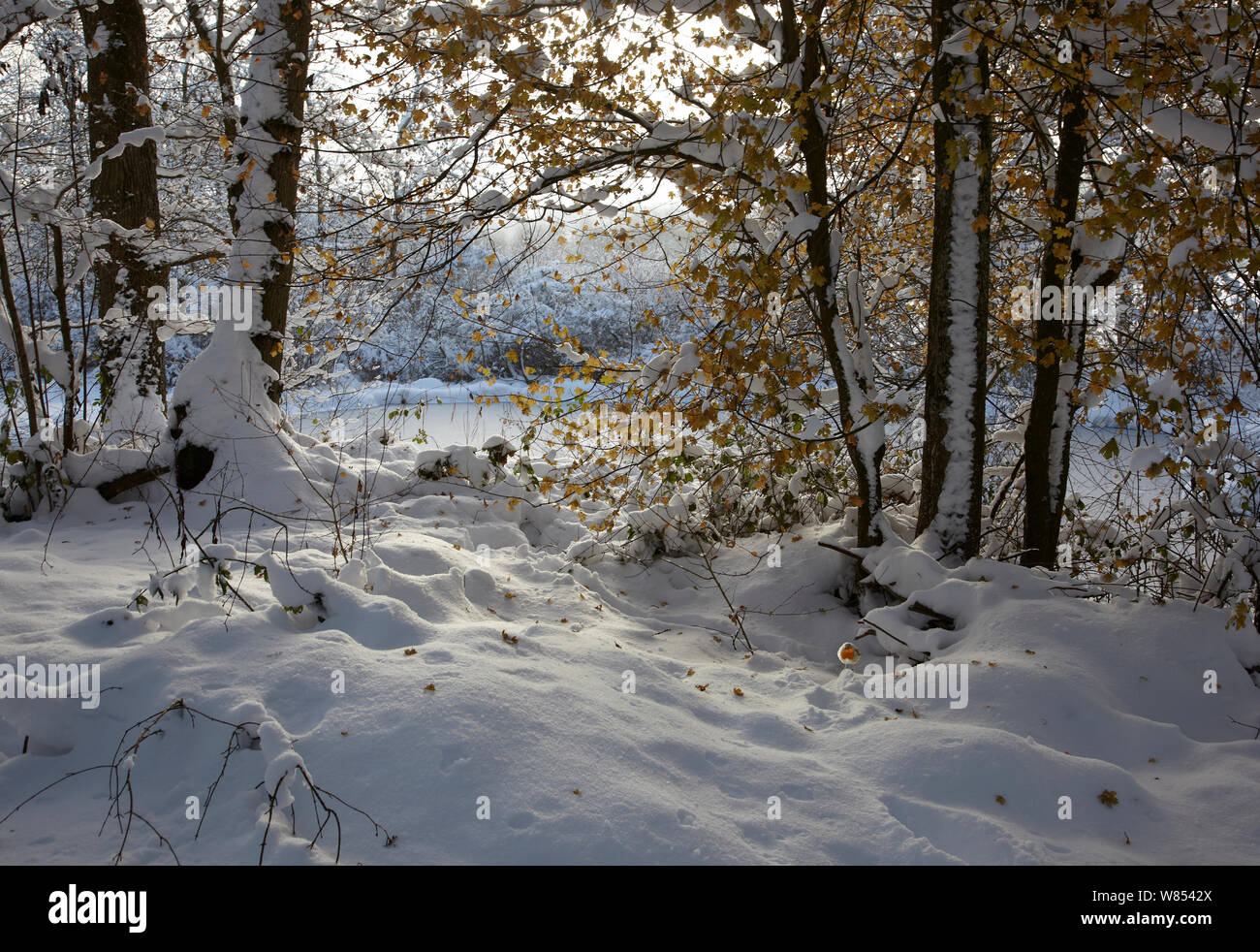 Woodland snowscene with Robin (Erithacus rubecula). Sussex, England. Composite image. Stock Photo
