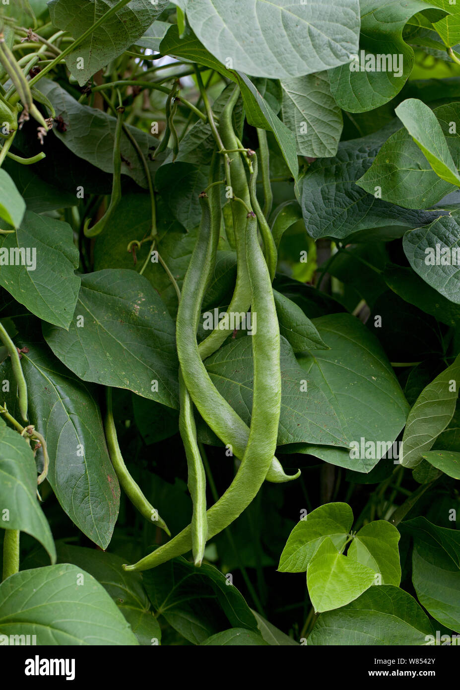 Runner Bean (Phaseolus sp.) seed pod. UK. Stock Photo