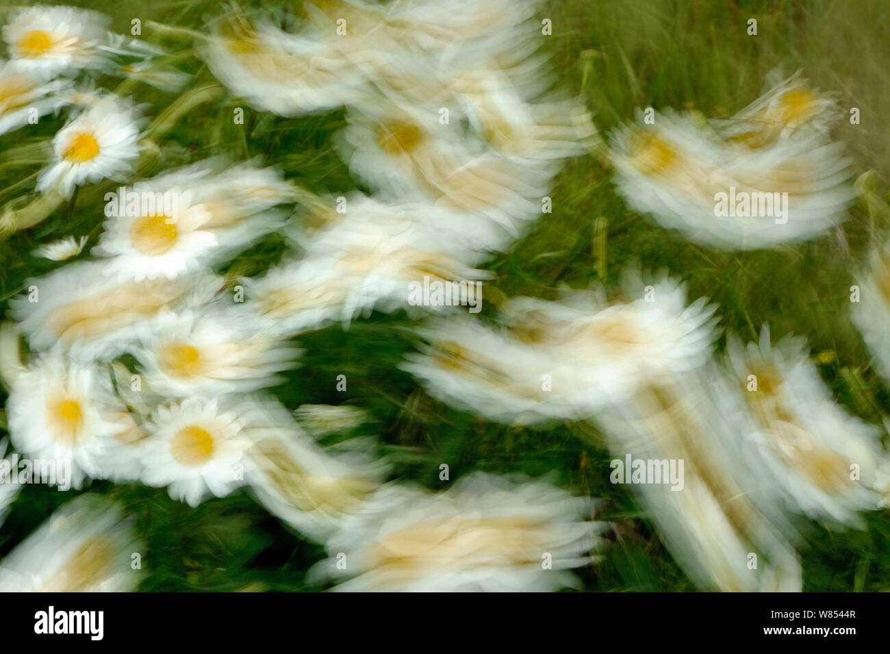Ox-eye daisies (Leucanthemum vulgare) blowing in the breeze at RSPB's Hope Farm, Cambridgeshire, UK, May 2011 Stock Photo