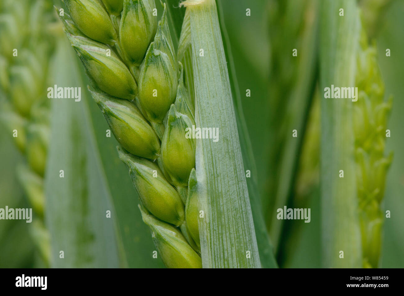 Close-up of green ear of Wheat (Triticum aestivum) grown at RSPB's Hope Farm, Cambridgeshire, UK, May Stock Photo