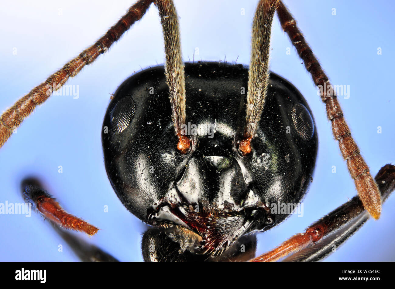 Jet Ant / Shining Jet Black Ant (Lasius fuliginosus), worker. Specimen photographed using digital focus stacking Stock Photo