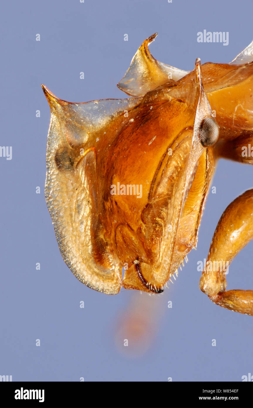 Close-up of ant (Cephalotes clypeatus) head. Specimen photographed using digital focus stacking Stock Photo