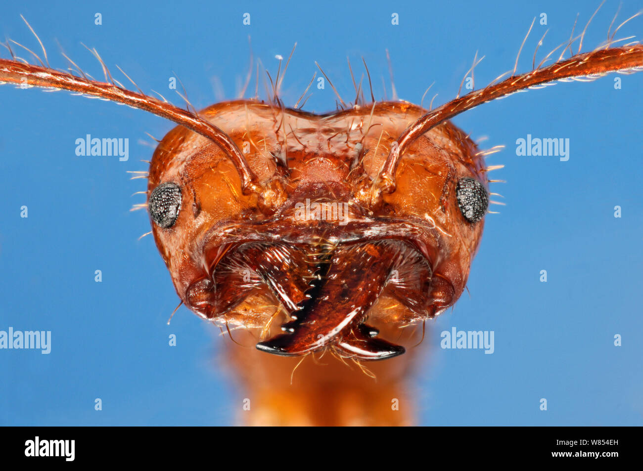 Leaf cutter ant (Atta cephalotes ) close-up. Specimen photographed using digital focus stacking Stock Photo