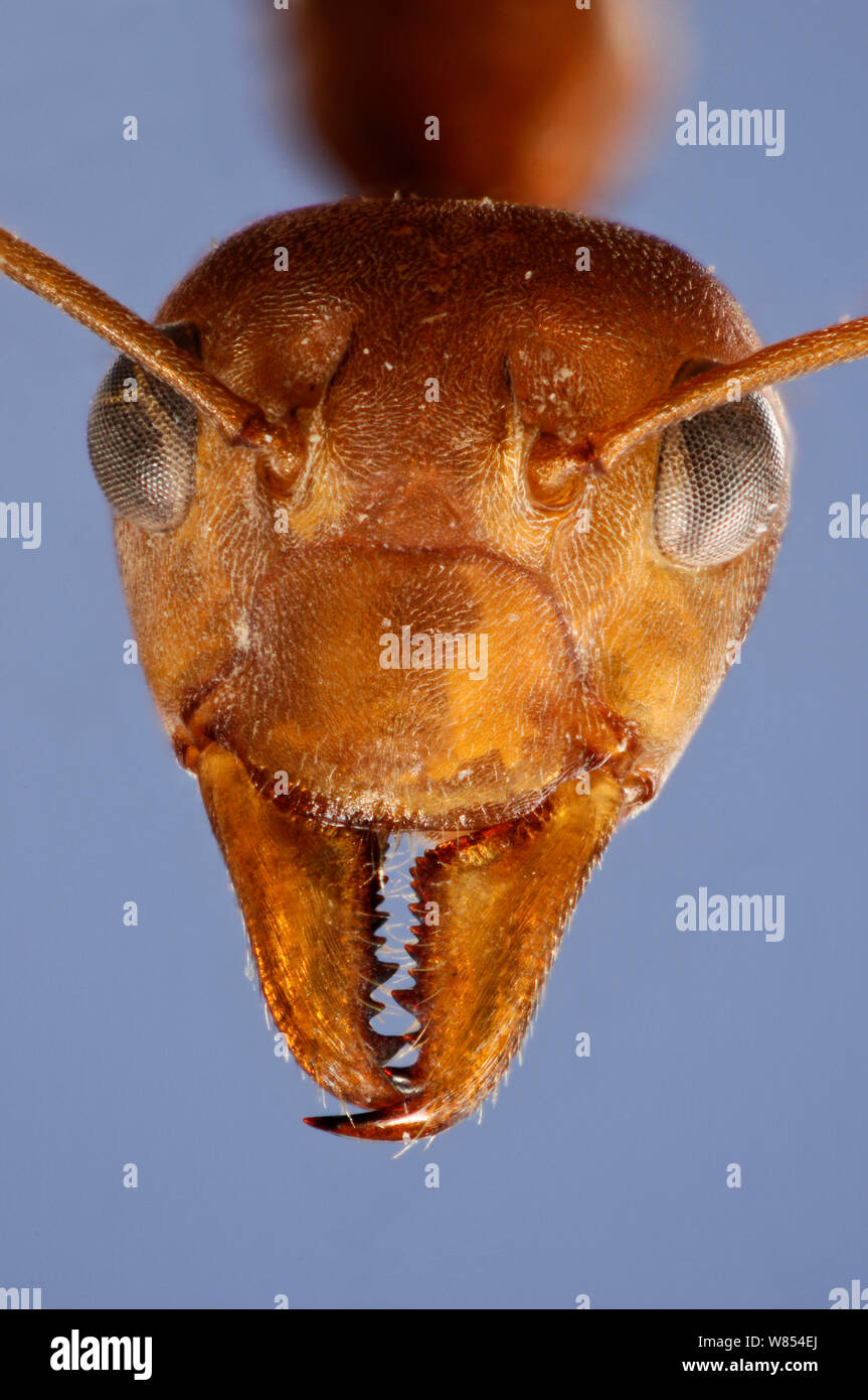 Green tree / Weaver ant (Oecophylla sp.)  head portrait. Specimen photographed using digital focus stacking Stock Photo