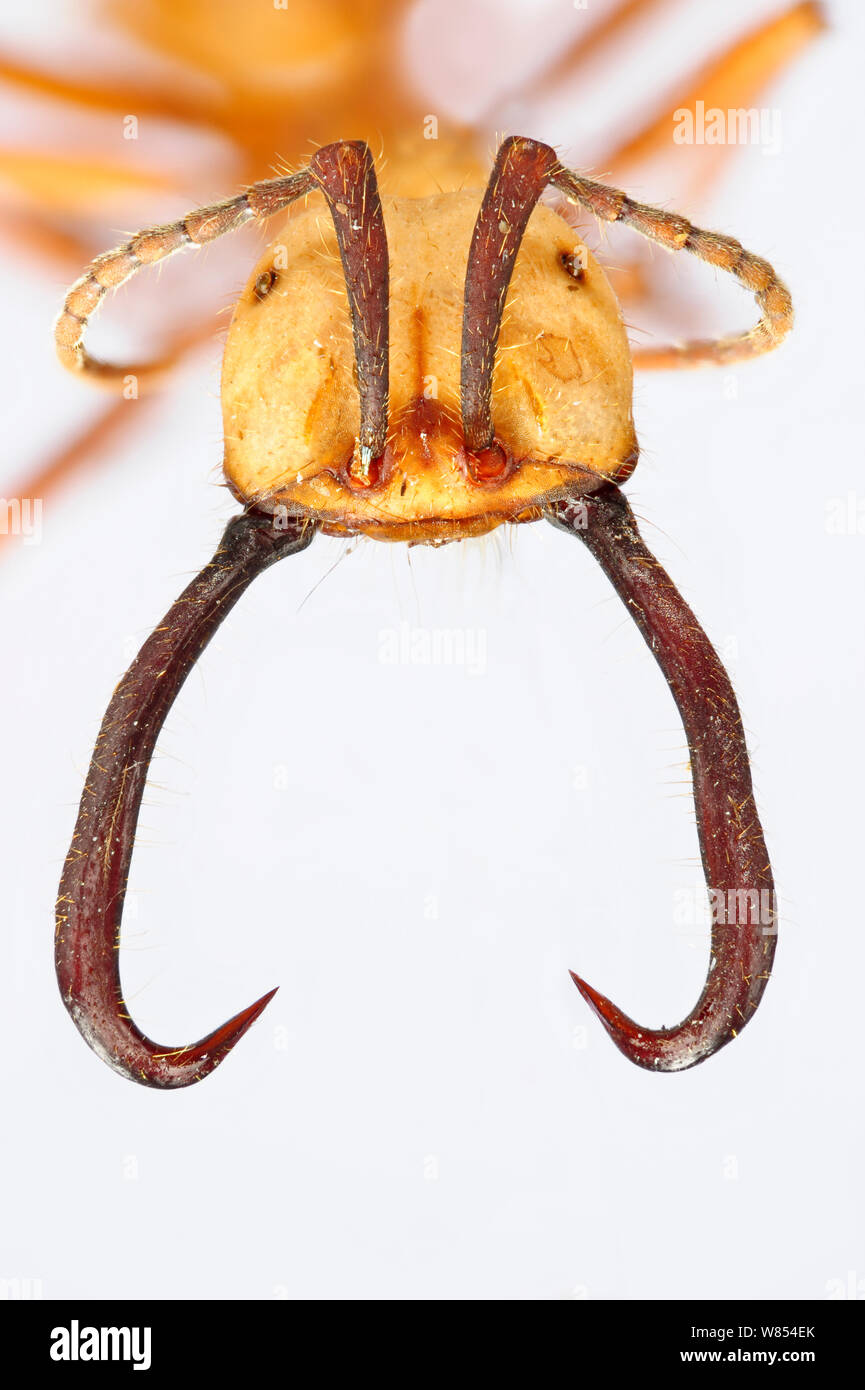 Army ant (Eciton burchellii)  head of a soldier with sickle-shaped mandibles. The soldier caste defends the others. Specimen photographed using digital focus stacking Stock Photo