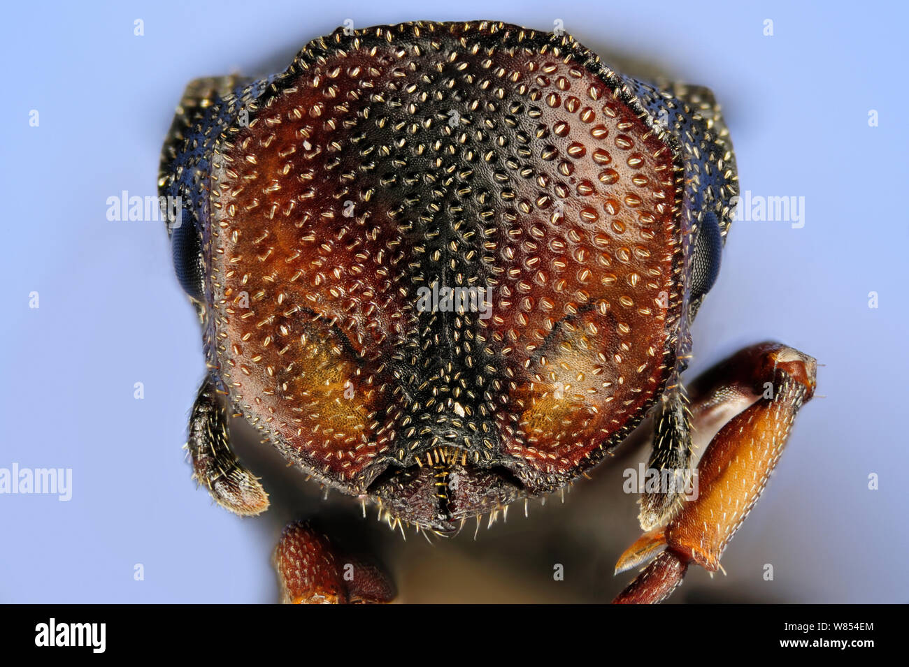 Close up of ant (Cephalotes angustus) Specimen photographed using digital focus stacking Stock Photo