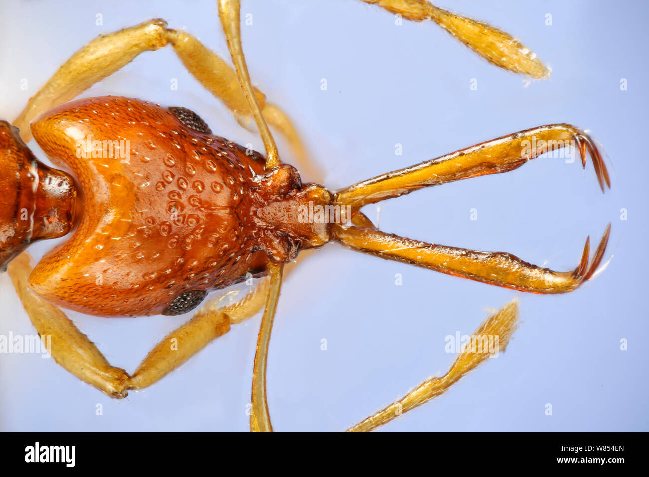 Close up of ant head (Acanthognathus brevicornis) showing mandibles used to strike prey, from Rio Grande do Sul, Brazil. Specimen photographed using digital focus stacking Stock Photo