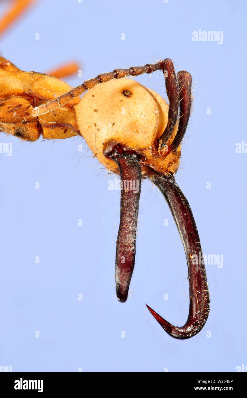 Army ant (Eciton burchellii) soldier head.  Specimen photographed using digital focus stacking Stock Photo