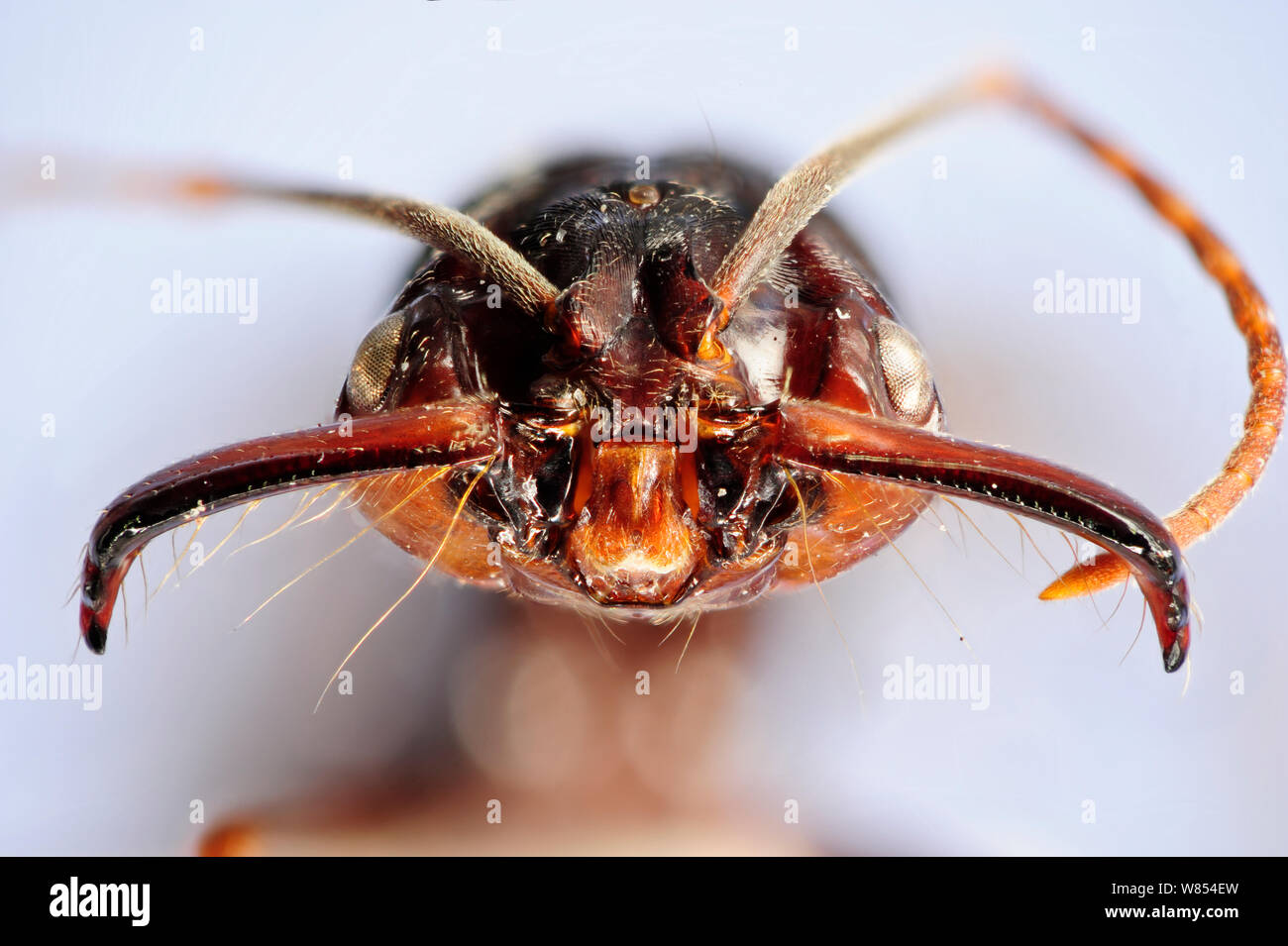 Trap jaw ant (Odontomachus sp.) close-up showing powerful mandibles with sensory hairs. Specimen photographed using digital focus stacking Stock Photo