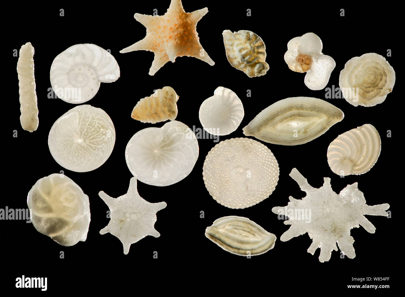 A variety of foraminiferes from a sand sample collected in Raja Ampat, Indonesia. The shells come from pelagic as well as bottom dwelling species that settle on sand, seagrass or coral reefs. Stock Photo