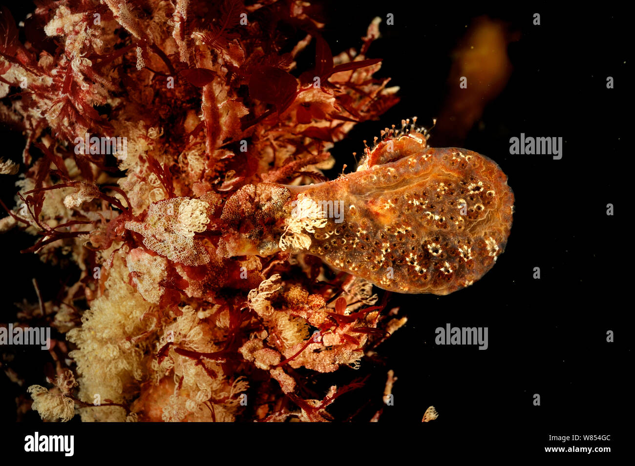 Star ascidian (Botryllus schlosseri), Atlantic Ocean,  North West Norway Stock Photo