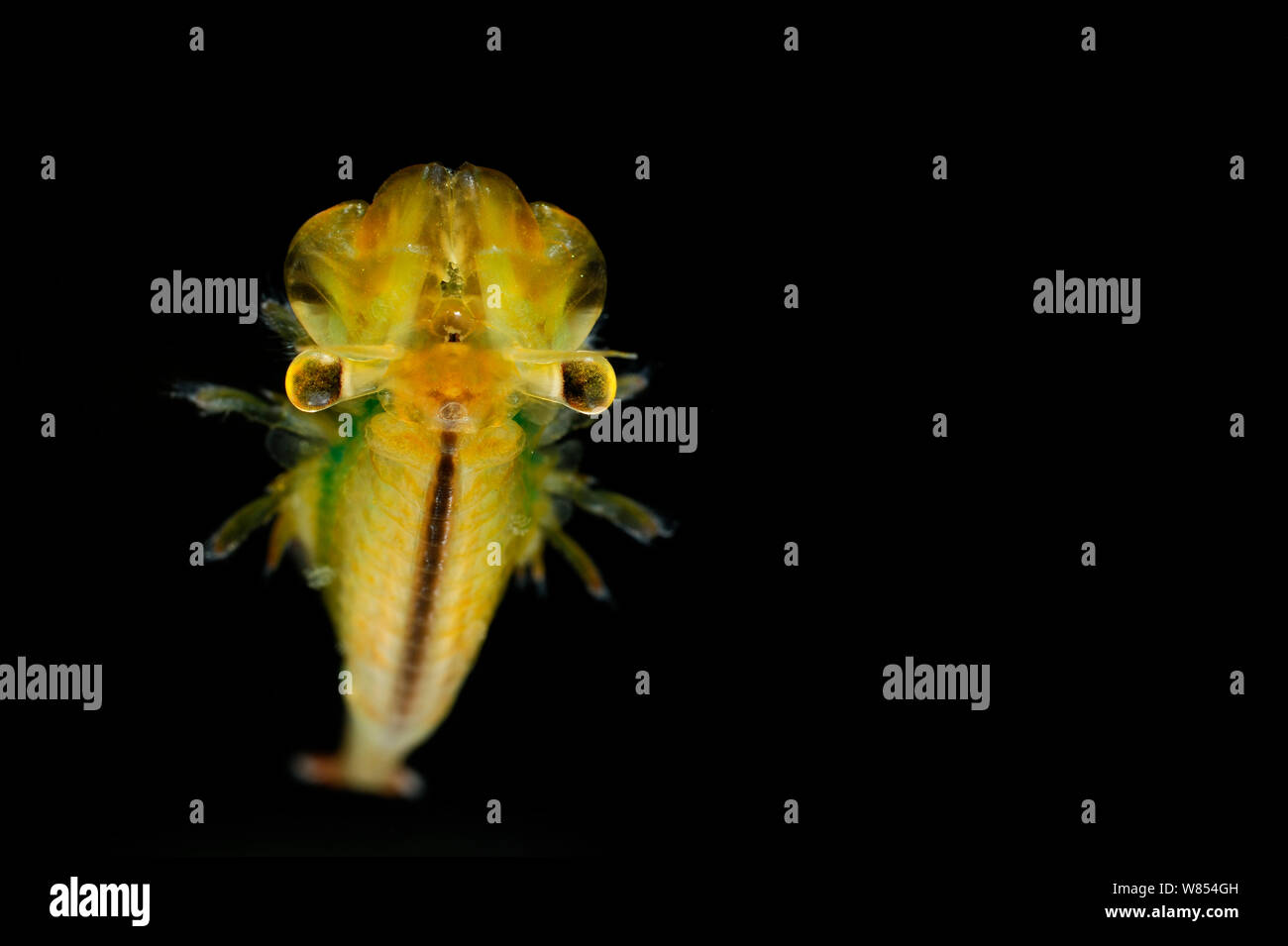 Fairy Shrimp (Eubranchipus grubii) male (Captive) Stock Photo