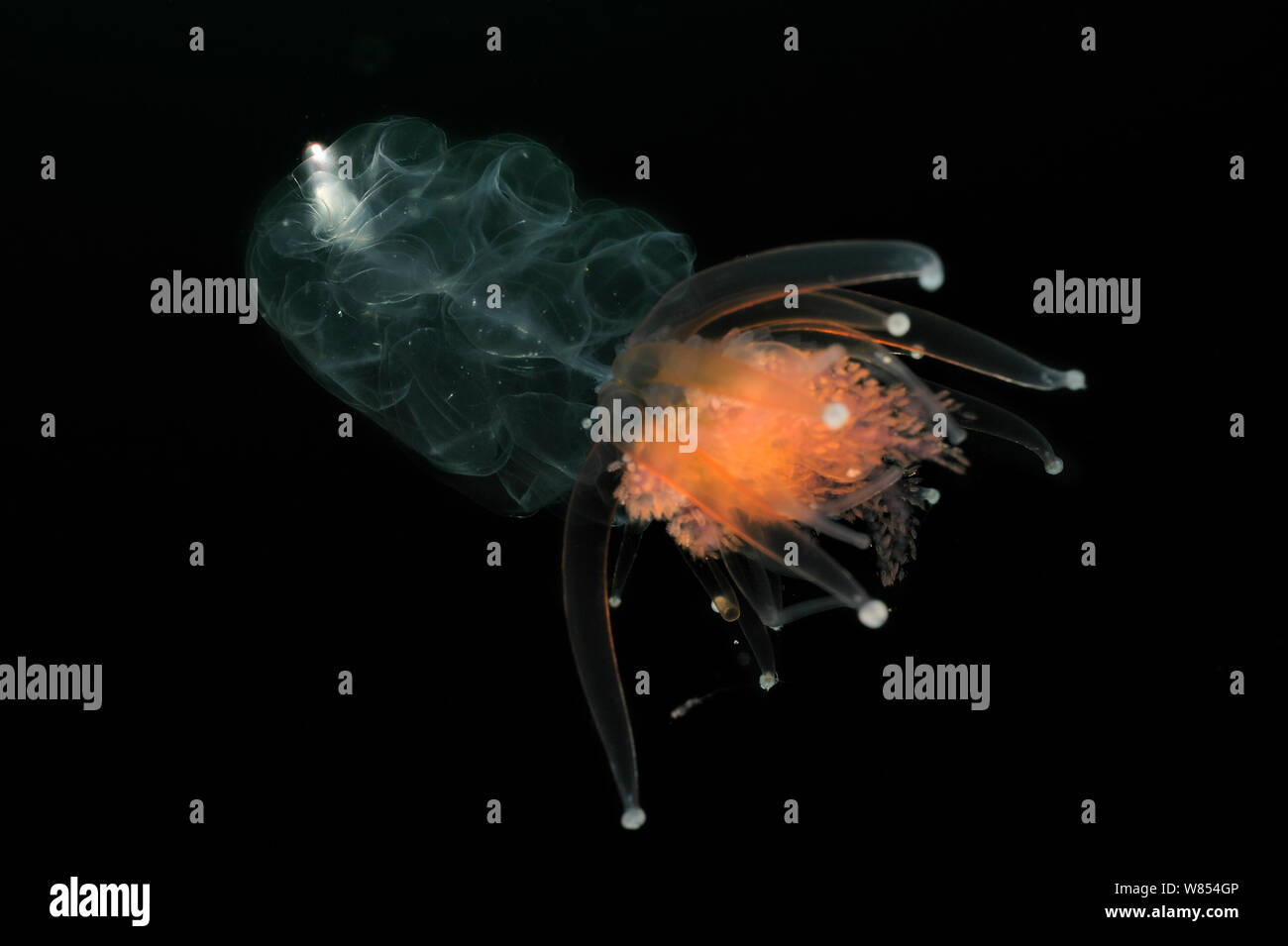 Siphonophore hi-res stock photography and images - Alamy