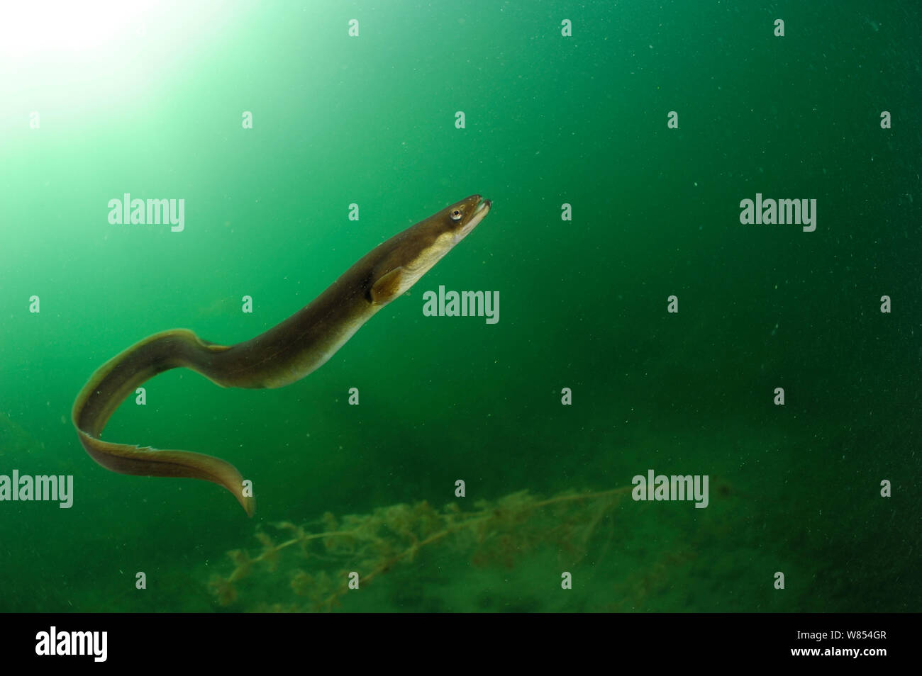 European eel (Anguilla anguilla) Lake Stechlin, Germany Stock Photo
