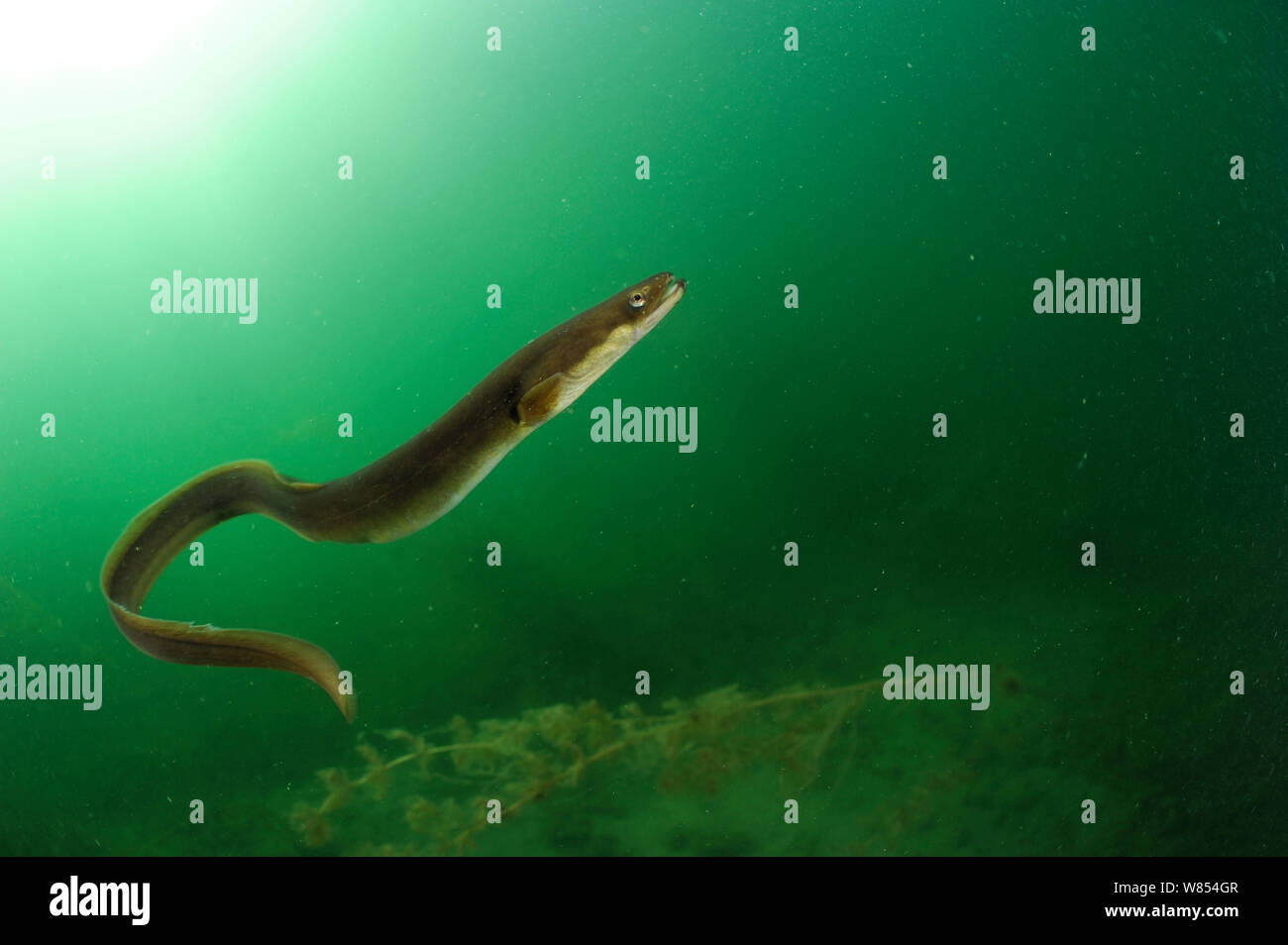 Anguilla Fish High Resolution Stock Photography And Images Alamy