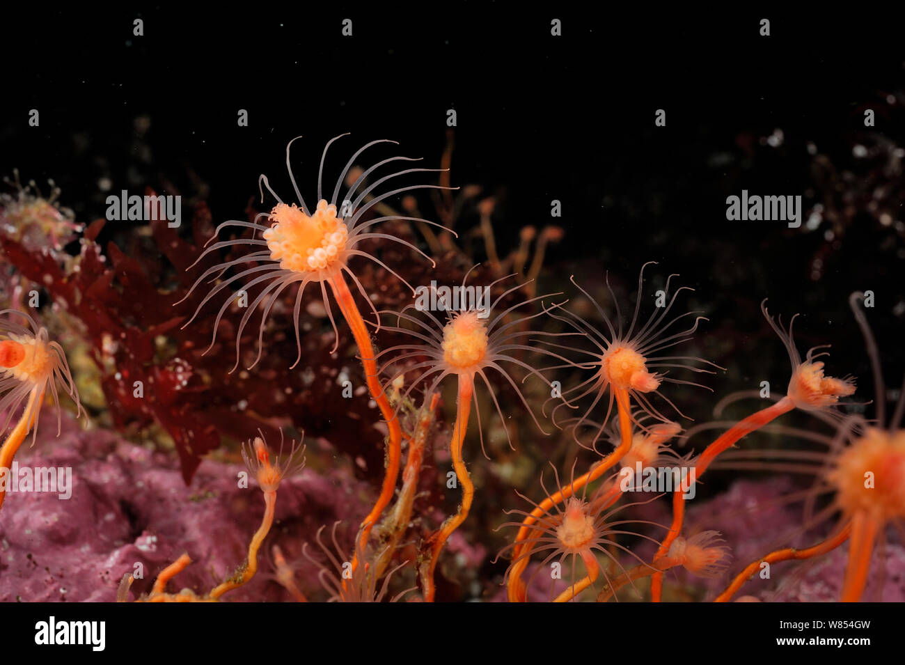 Oaten pipes hydroid (Tubularia indivisa), Atlantic Ocean, North West ...