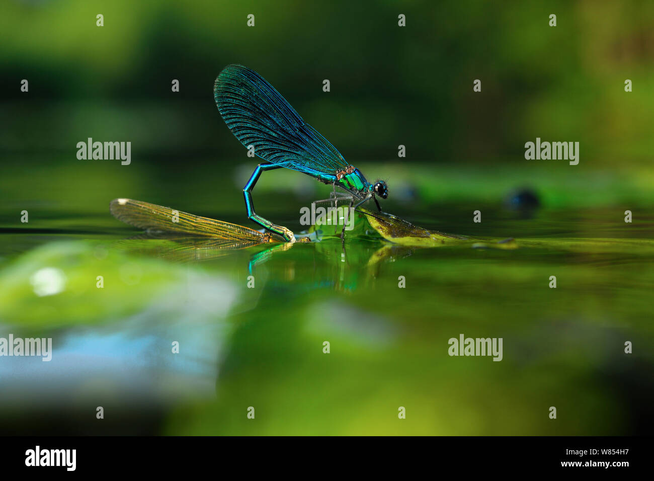 Banded Demoiselle (Calopteryx splendens) male gripping female while female is laying eggs underwater river, North Germany Stock Photo