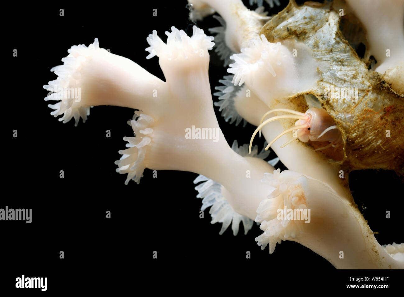 Polychaete worm (Eunice norvegica)  calcifies over its parchment tubes of Lopheia pertusa adding strength to the coral skeleton and providing protection to the worm,  from Trondheimfjord, North Atlantic Ocean, Norway. Controlled conditions. . Photo taken in cooperation with GEOMAR coldwater coral research project Stock Photo