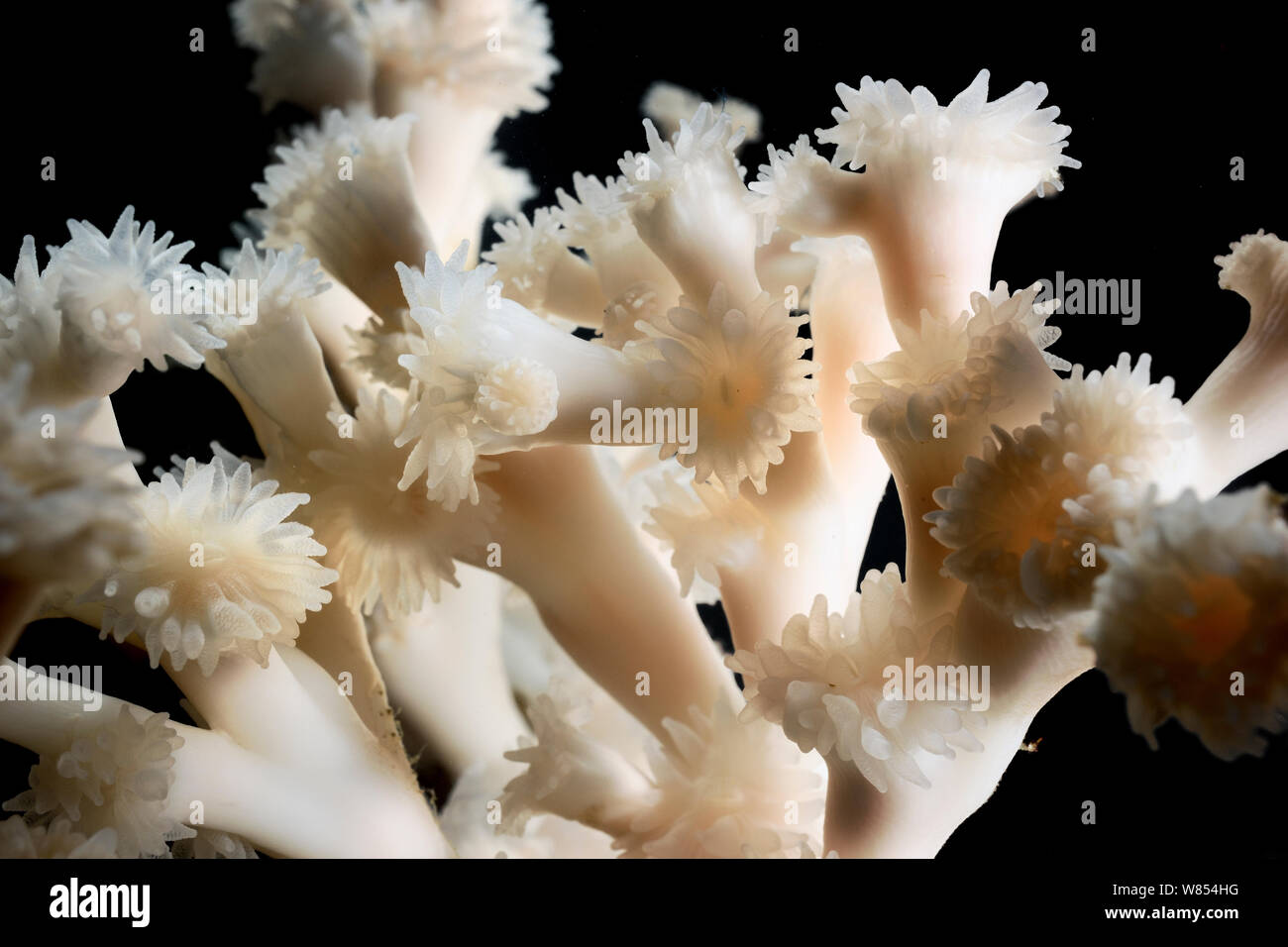 Coral (Lophelia pertusa) from reef in Trondheimfjord, North Atlantic Ocean, Norway. Controlled