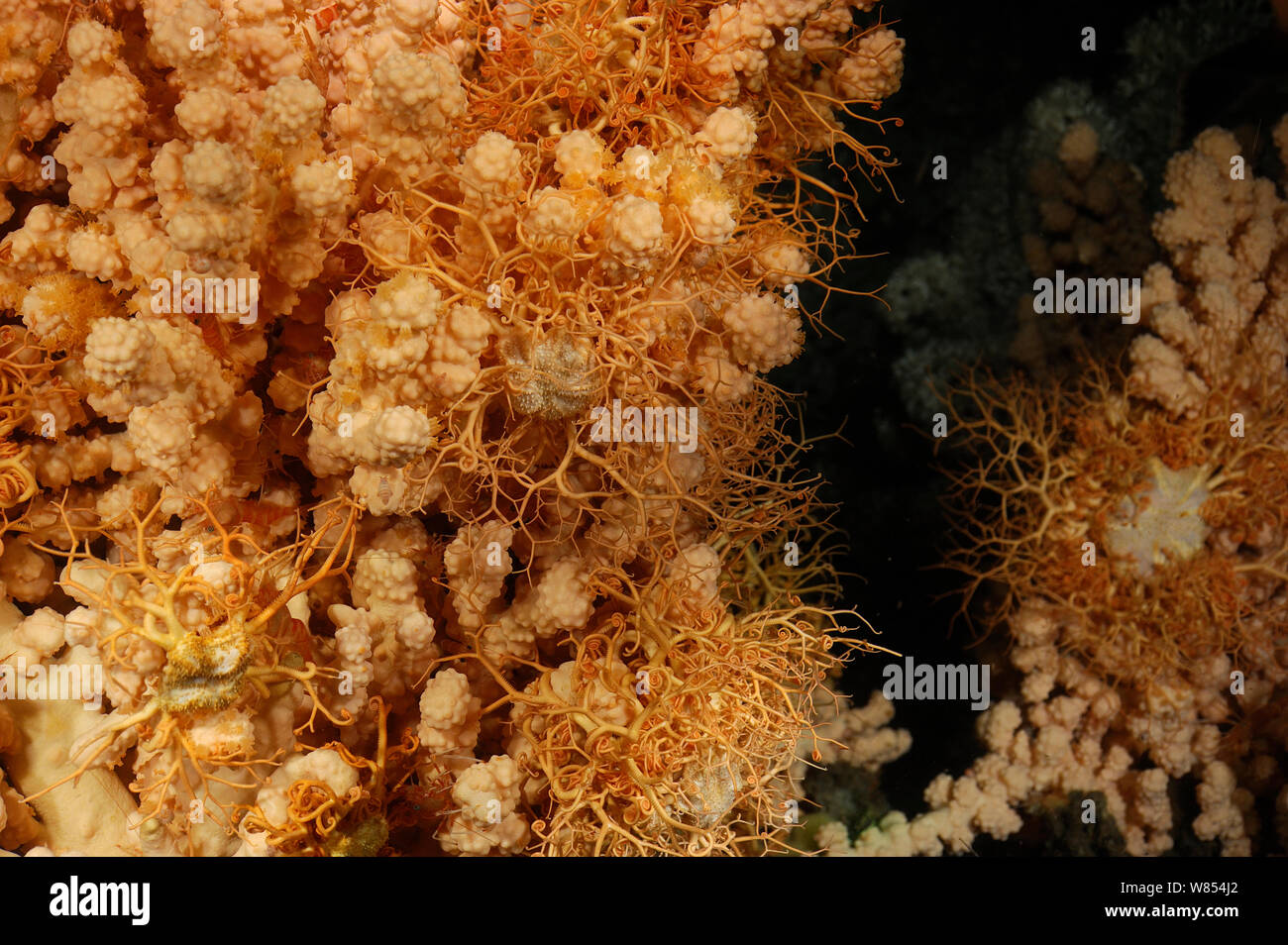 Bubblegum coral (Paragorgia arborea) with basket star (Gorgonocephalus caputmedusae) with a live coral (Lophelia pertusa), reef in Trondheimfjord, North Atlantic Ocean, Norway . Photo taken in cooperation with GEOMAR coldwater coral research project Stock Photo