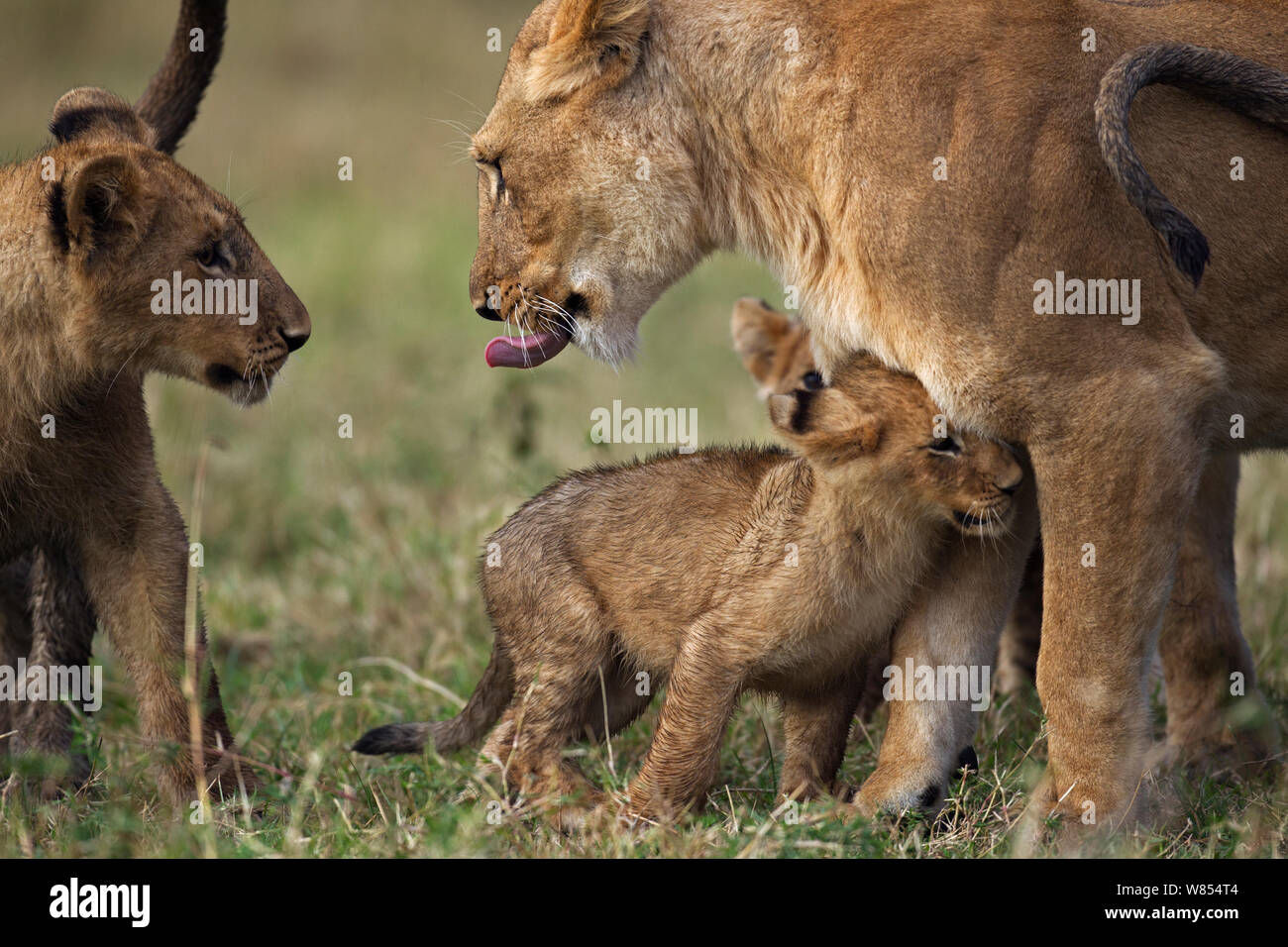 African lion (Panthera leo) cub aged 4 months seeking comfort from its mother after being bullied by an older cub aged 10 months, Masai Mara National Reserve, Kenya, August Stock Photo