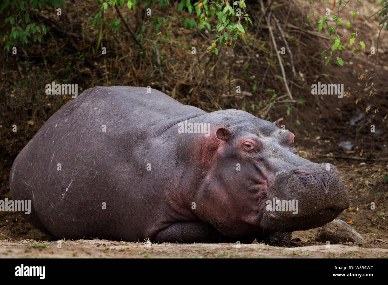 Hippopotamus (Hippopotamus amphibius) resting out of water, Masai Mara National Reserve, Kenya, August Stock Photo