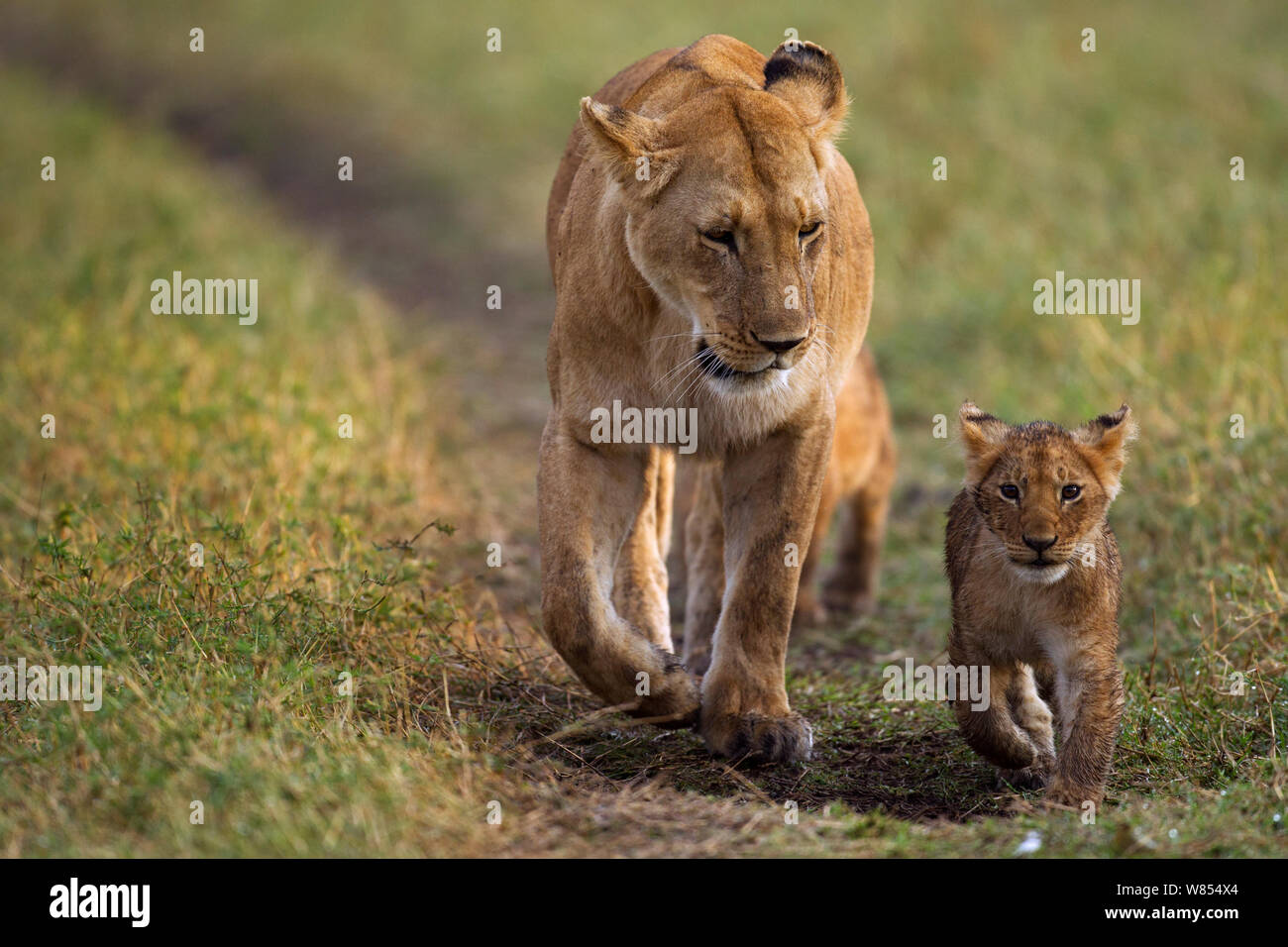 Lioness (Panthera leo) walking with cubs aged 3-6 months, Masai Mara ...