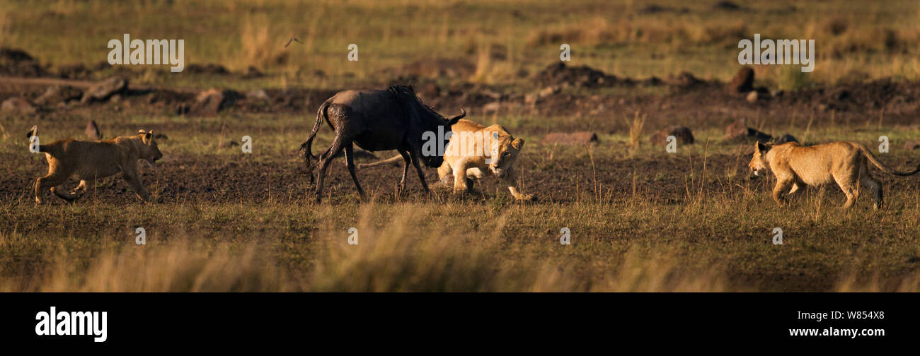 Eastern White bearded Wildebeest (Connochaetes taurinus) in stand-off with pride of African lions (Panthera leo), Masai Mara National Reserve, Kenya, September, sequence 1/12 Stock Photo