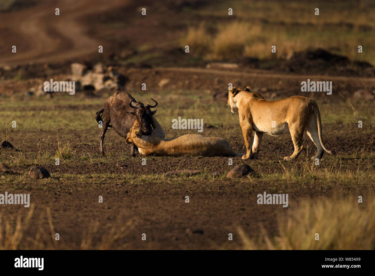 Eastern White bearded Wildebeest (Connochaetes taurinus) being attacked by Africa lions (Panthera leo) Masai Mara National Reserve, Kenya, September, sequence 3/12 Stock Photo