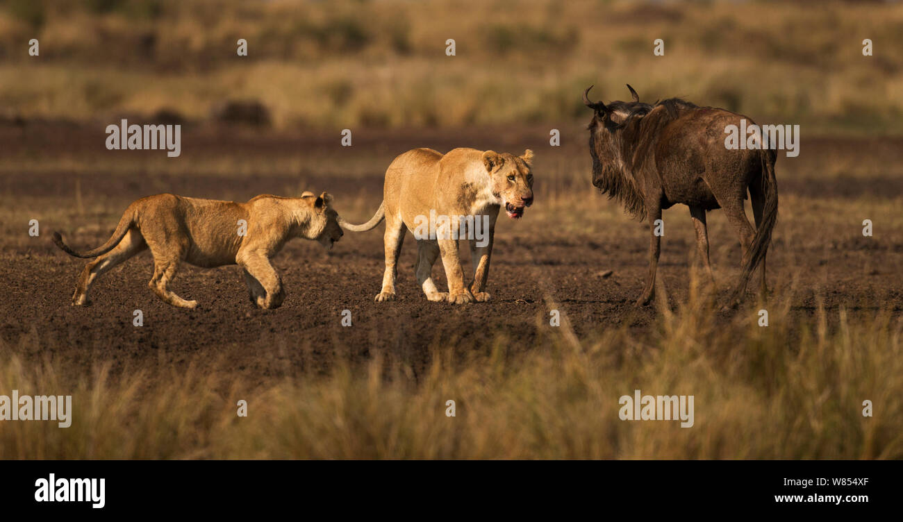 Eastern White bearded Wildebeest (Connochaetes taurinus) in stand-off with African lions (Panthera leo) Masai Mara National Reserve, Kenya, September, sequence 11/12 Stock Photo