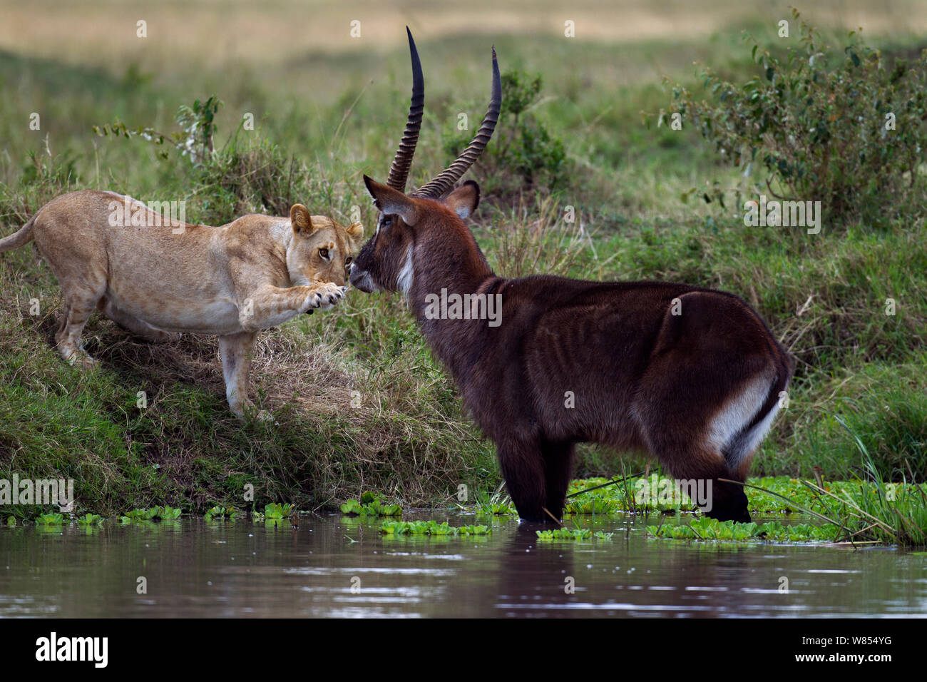 Defassa waterbuck (Kobus ellipsiprymnus defassa) male standing in a lake surrounded by a pride of African lions (Panthera leo), Masai Mara National Reserve, Kenya, September sequence 6/11 Stock Photo