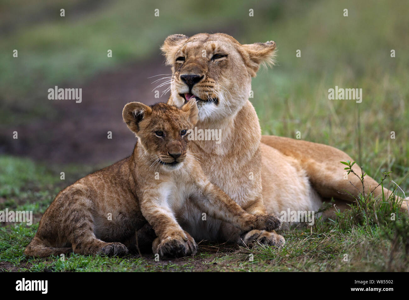 Lioness (Panthera leo) trying to groom her playful cub aged about 6 months, Masai Mara National Reserve, Kenya, September Stock Photo
