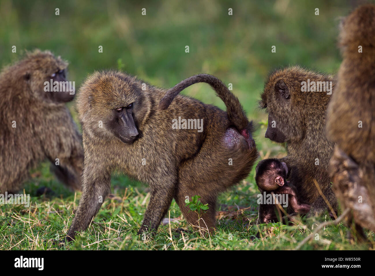 Olive baboon (Papio cynocephalus anubis) young female showing her rear ...