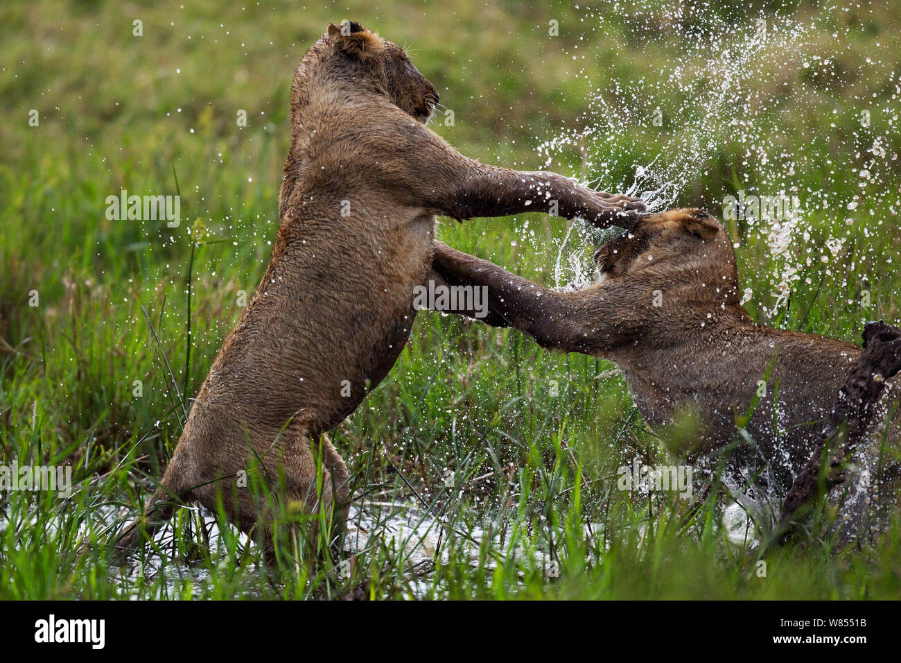 African lions (Panthera leo) two young lions play fighting in water, Masai Mara National Reserve, Kenya, September Stock Photo