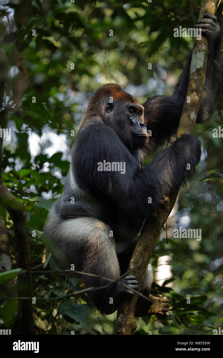 Gorilla climbing tree hires stock photography and images Alamy