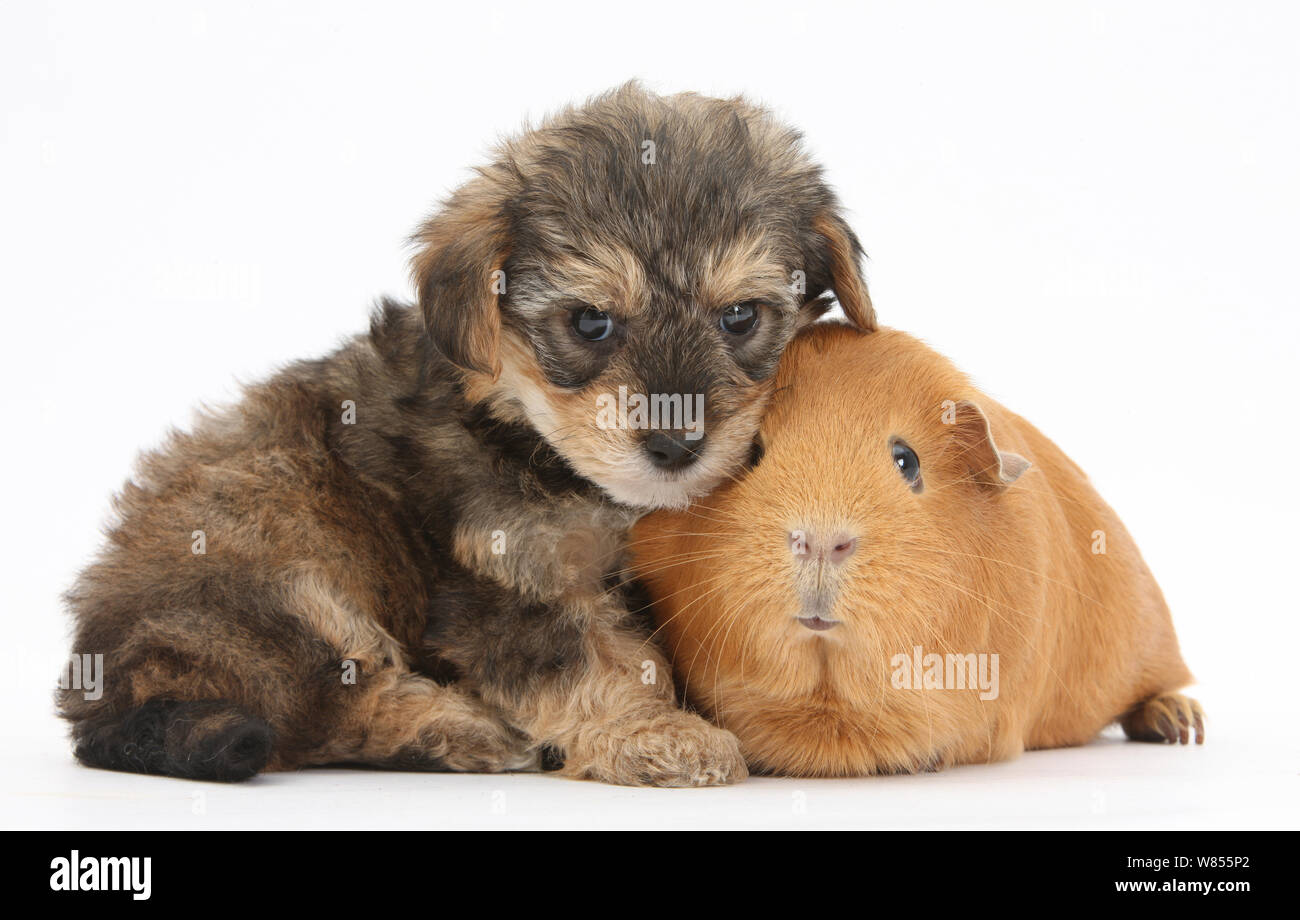 Yorkipoo (Yorkshire terrier x Poodle cross breed)puppy, 6 weeks, with Guinea pig. Stock Photo