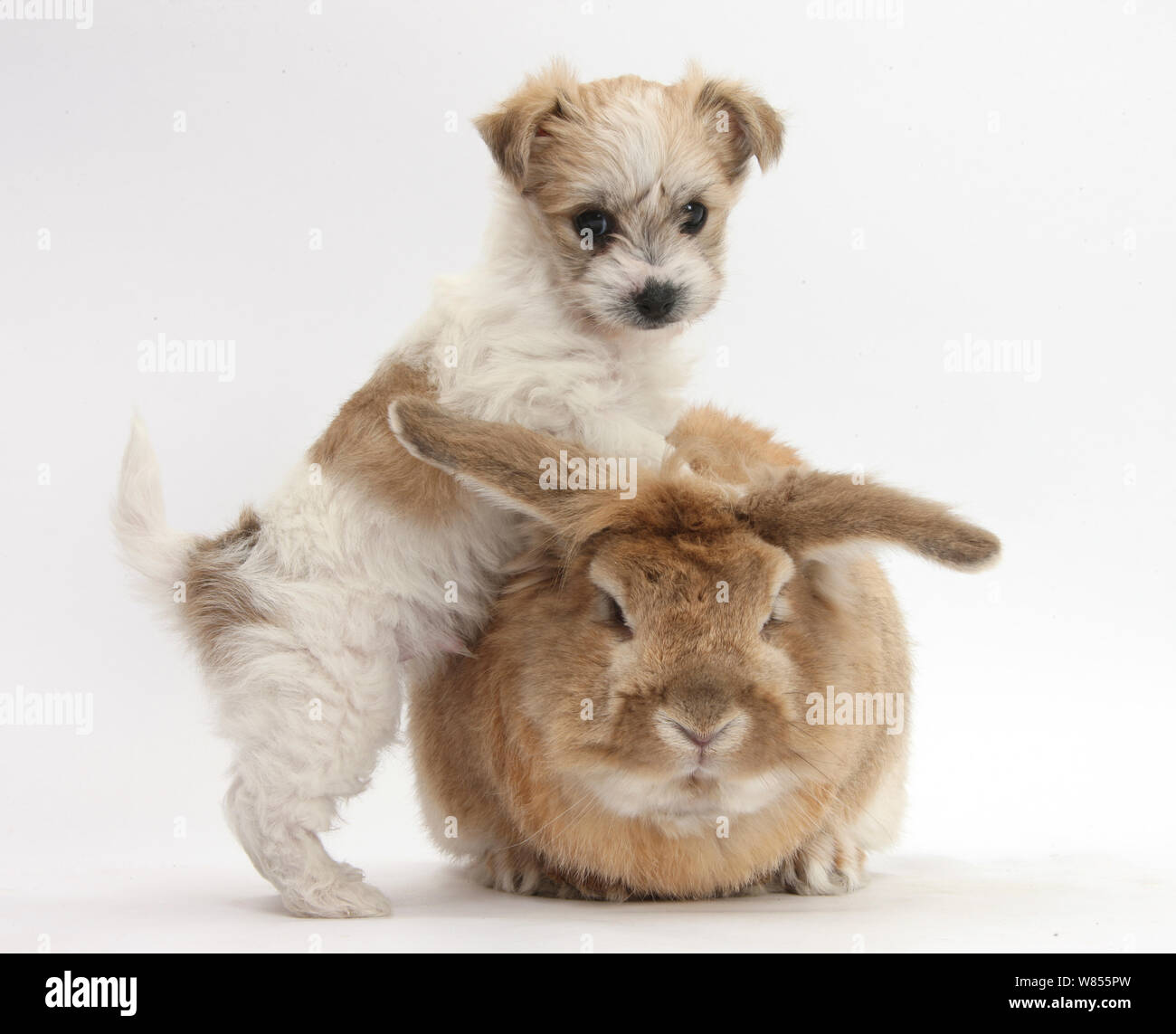Bichon Frise cross Yorkshire Terrier puppy, 6 weeks, and Sandy rabbit ...