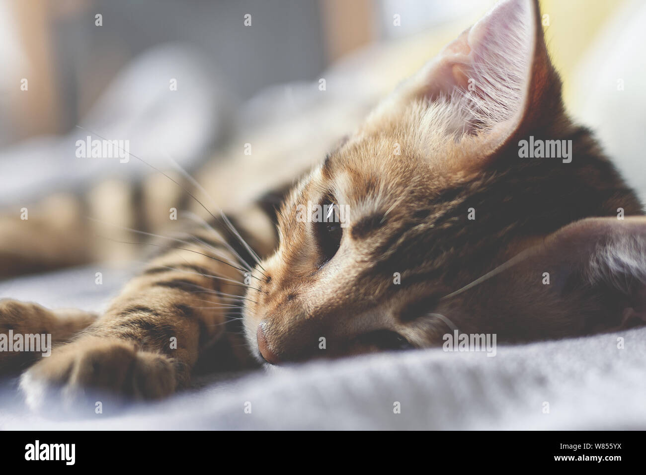 Young bengal cat is sleeping on the bed. Close-up photo. Selective focus. Stock Photo