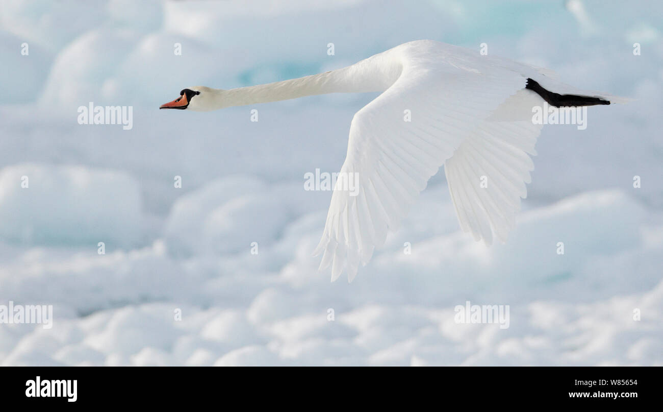 Mute swan (Cygnus olor) in flight above snow, Uto, Finland, March. Fascinating birds bookplate. Stock Photo