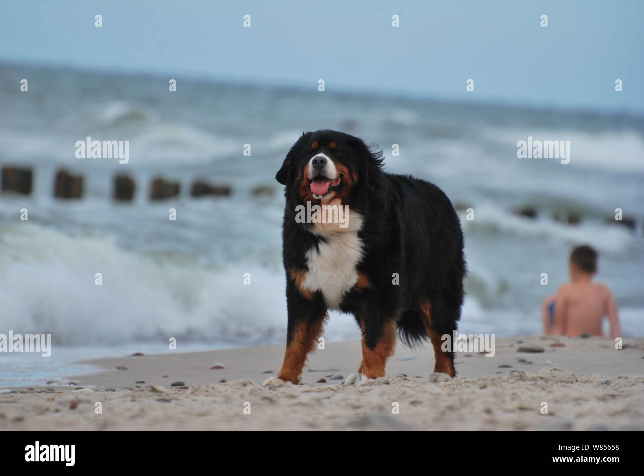 beautiful dog on the beach Stock Photo