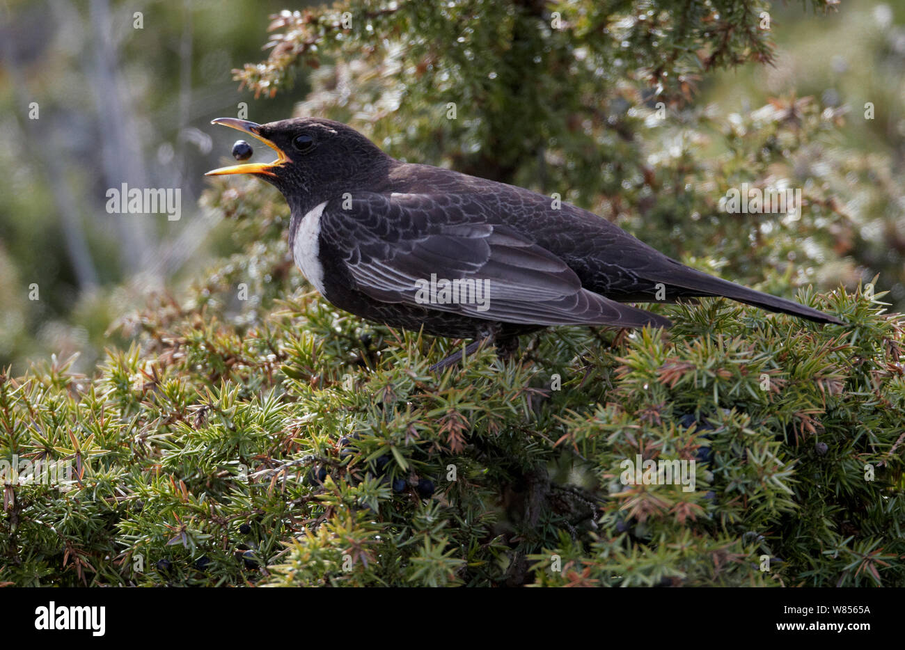 Ring Ouzel (Turdus torquatus) eating a berry, Uto Finland, April. Fascinating birds bookplate. Stock Photo