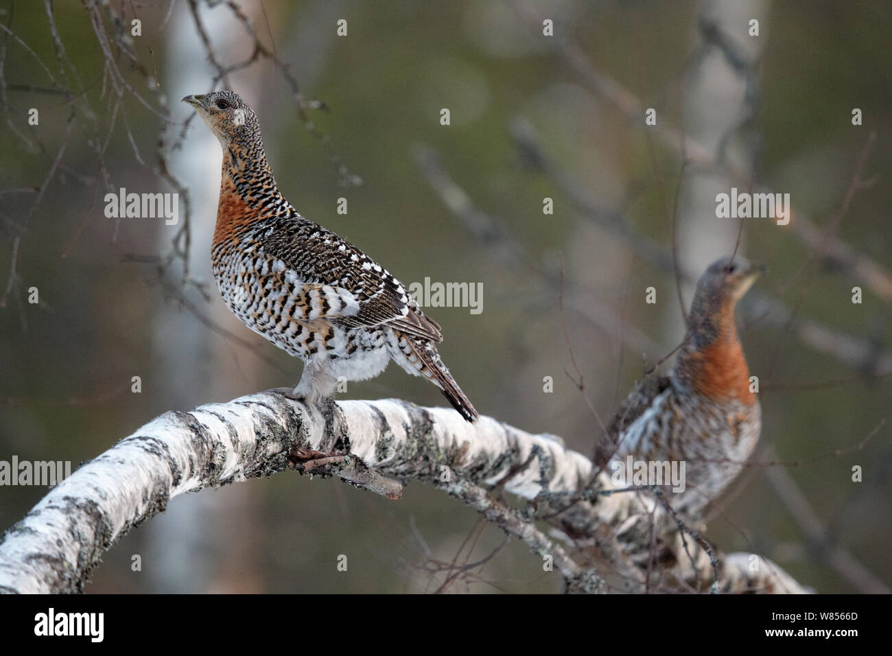 Capercaillie (Tetrao urogallus) two females perched in tree, Vaala Finland April Stock Photo