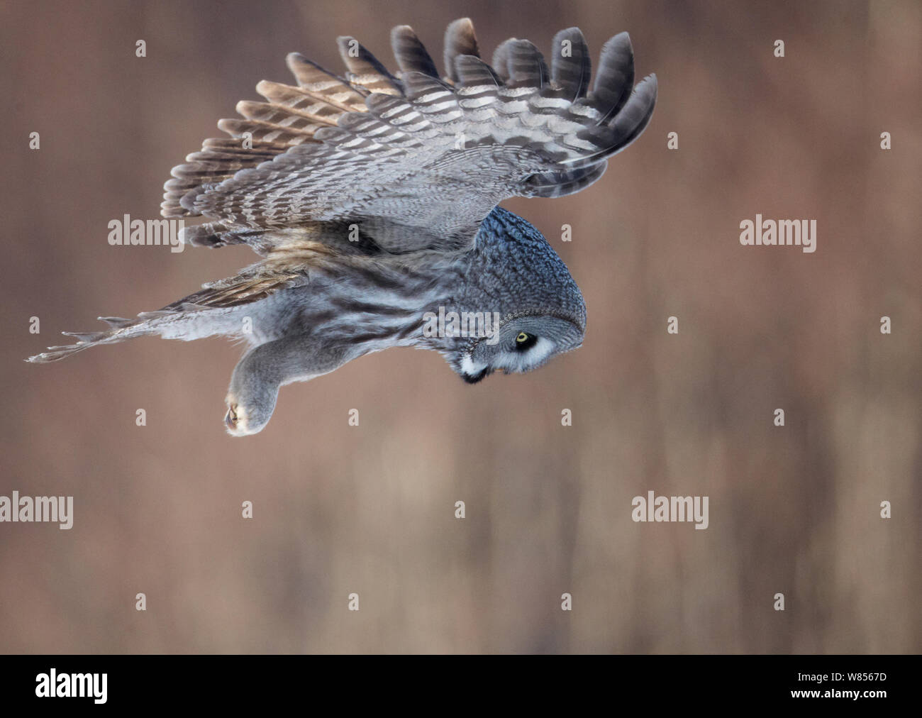 Great Grey Owl (Strix nebulosa) hovering and watching for prey, hunting behaviour, Rovaniemi Finland March Stock Photo