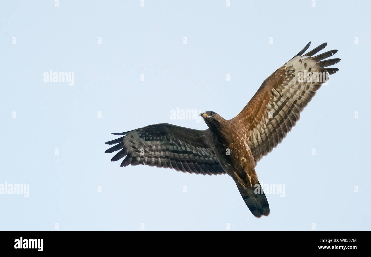 Honey Buzzard In Flight Pernis Hi res Stock Photography And Images Alamy honey-buzzard-in-flight-pernis-hi-res-stock-photography-and-images-alamy