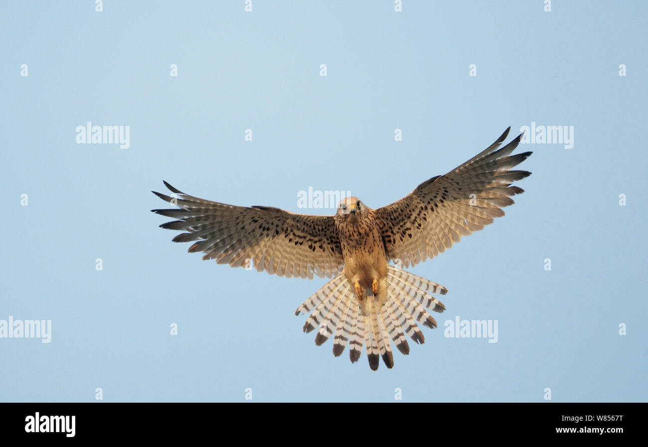 Lesser Kestrel (Falco naumanni) underside view of adult in flight, Spain April Stock Photo